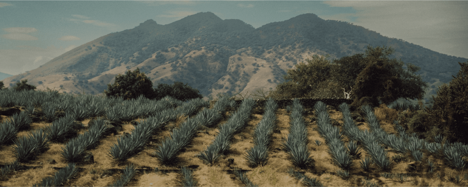 Collections – We Drink Tequila